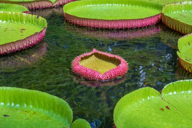 Mauritius Adası 'ndaki botanik bahçesinde dev bir nilüfer çiçeği. Victoria amazonica ya da Victoria regia, kapatın.