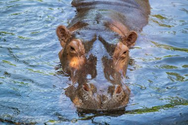 Su aygırı, ya da su aygırı, çoğunlukla otçul memeli su kapatın