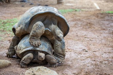 Seyşeller 'in dev kaplumbağası ya da aldabrachelys dev hololissa, Seyşeller' in dev kubbeli kaplumbağası olarak da bilinir. Mauritius Adası 'nda sevişen iki dev kaplumbağa. Yaklaş.