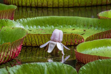 Mauritius Adası 'ndaki botanik bahçesinde dev bir nilüfer çiçeği. Victoria amazonica ya da Victoria regia, kapatın.