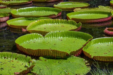 Mauritius Adası 'ndaki botanik bahçesinde dev bir nilüfer çiçeği. Victoria amazonica ya da Victoria regia, kapatın.