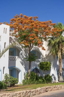 Bina, kumsalda kırmızı tropikal çiçekli alev ağacı sabah Sharm El Sheikh, Mısır, Afrika tatil köyünde