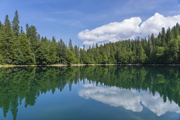 Lago Montaña Rodeado Densos Bosques Coníferas Hayas Montenegro Europa Montenegro — Foto de Stock