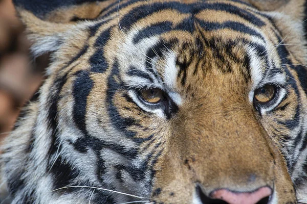 Portret Tygrysa Zbliżenie Spoczywający Tło Twarzy Tygrysa — Zdjęcie stockowe
