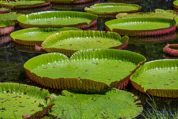 Lirio Agua Gigante Jardín Botánico Isla Mauricio Victoria Amazonica Victoria — Foto de Stock