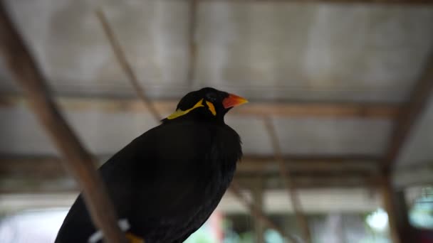 Gracula Religiosa Myna Pták Mluví Kleci Thajsko Společný Kopec Myna — Stock video