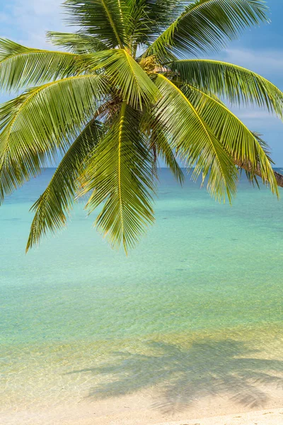 Vacker Tropisk Strand Med Kokospalm Vit Sand Med Havsutsikt Koh — Stockfoto