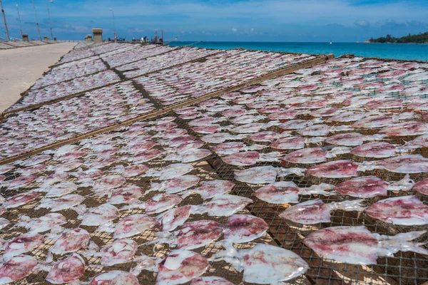 Färska Bläckfisk Torkas Solen Koh Phangan Thailand Närbild — Stockfoto