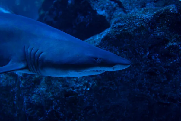 Großaufnahme Eines Großen Hais Der Unter Wasser Schwimmt Bewohner Der — Stockfoto