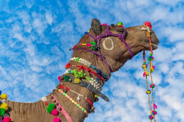 インドのラジャスタン州プシュカルの聖なる都市の近くにある毎年恒例のプシュカルラクダフェア中に砂漠のタールで装飾されたラクダの頭の頭 閉じろ — ストック写真