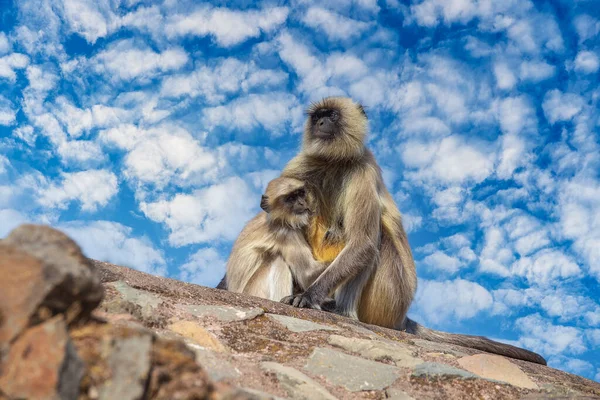 Langur Monkey Family Town Mandu India Close — Stock Photo, Image