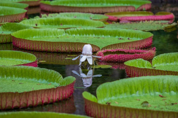 Giant Water Lily Botanical Garden Island Mauritius Victoria Amazonica Victoria — Stock Photo, Image