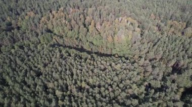 Yaz günü yeşil orman manzarasının havadan görünüşü. Kozalaklı ormanın doğal arka planı. Ukrayna, Avrupa. Seyahat ve doğa kavramı