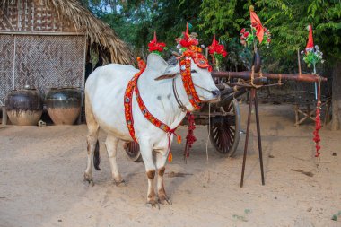 Bagan, Myanmar, Burma 'daki avluda bağış töreni için bufalo süsledim.