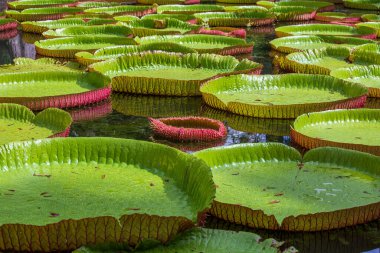 Mauritius Adası 'ndaki botanik bahçesinde dev bir nilüfer çiçeği. Victoria amazonica ya da Victoria regia, kapatın.