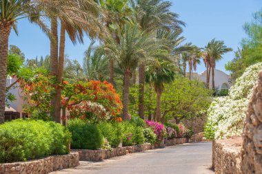 Boş yol, renkli çiçekler ve Sharm El Sheikh 'te Mısır caddesinde palmiye ağaçları.