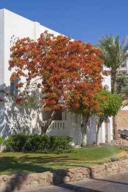 Bina, kumsalda kırmızı tropikal çiçekli alev ağacı sabah Sharm El Sheikh, Mısır, Afrika tatil köyünde