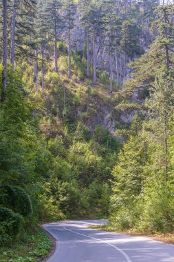 Dağ yolu ve yeşil kozalaklı orman, kuzey Karadağ, Avrupa
