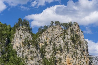 Dağlardaki kozalaklı ormanların yeşil ağaçlarını gökyüzü, Karadağ ve Avrupa 'nın arka planında görmek