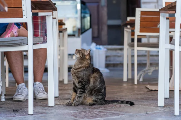 Hungry cat begs for food from tourists in a street restaurant in the old town of Kotor, Montenegro, Europe, close up