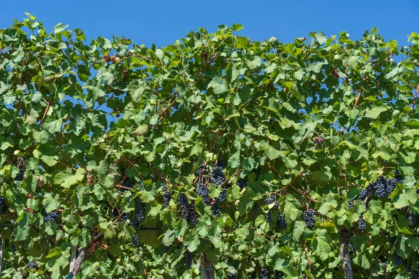 Grenar Röda Vindruvor Växer Fält Stäng Upp Färsk Röd Vindruva — Stockfoto