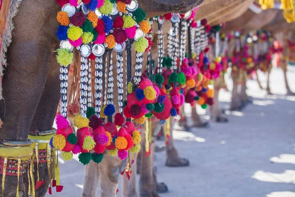 Camelo Decorado Desert Festival Jaisalmer Rajasthan Índia Pés Camelo Perto — Fotografia de Stock