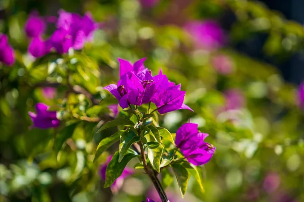 Blooming Bougainvillea Pink Flowers Summer Garden Close Nature Concept — Stock Photo, Image