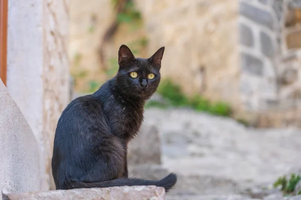 欧洲黑山科托尔老城的人行道上坐着一只可爱的黑猫 它的样子很好看 — 图库照片