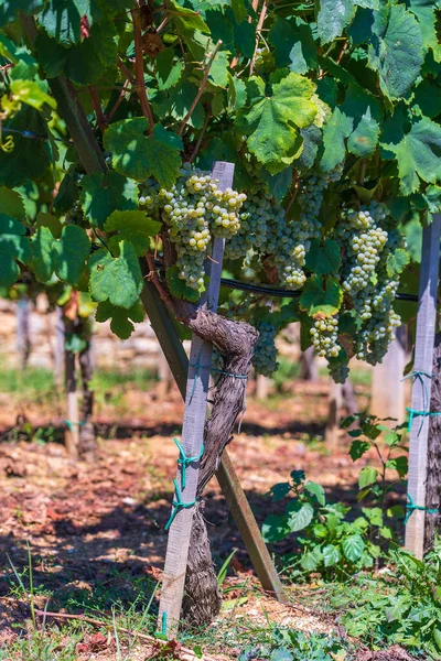 경작지와 무르익어 나무와 포도주를 가까이 수있다 포도나무 — 스톡 사진
