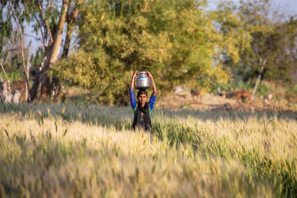 印度曼都 2017年2月2日 印度女孩头戴水壶穿过印度曼都村的麦田 — 图库照片