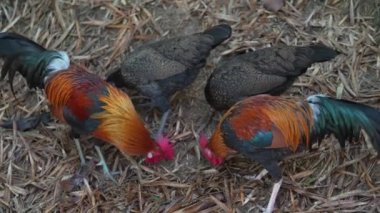 Tayland bahçesinde kırmızı haçlı küçük horozlar ve tavuklar, yakın plan.