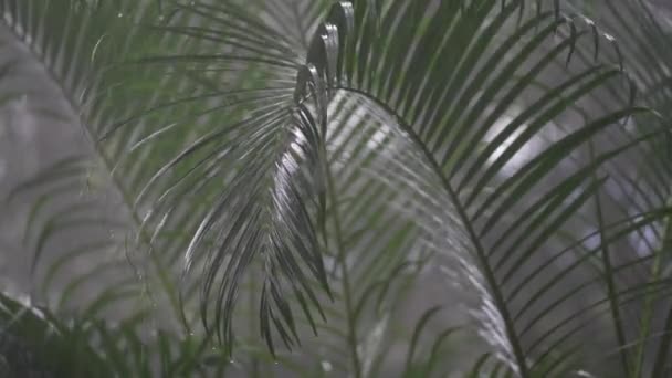 Tropische Regentropfen Fallen Sommertagen Auf Die Großen Grünen Palmblätter Auf — Stockvideo