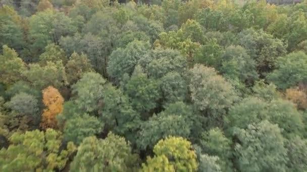 Flygfoto Över Höstens Skogslandskap Solig Dag Naturlig Bakgrund Barrskog Och — Stockvideo