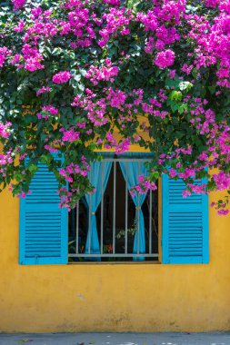 Güzel pembe çiçekler ve Hoi caddesindeki sarı eski bir duvarda mavi panjurlu bir pencere eski bir kasaba, Vietnam, kapatın