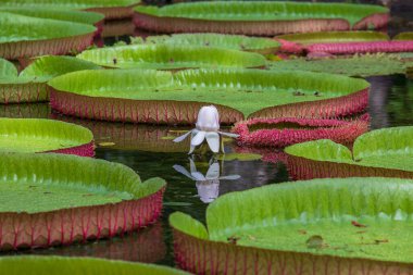 Mauritius Adası 'ndaki botanik bahçesinde dev bir nilüfer çiçeği. Victoria amazonica ya da Victoria regia, kapatın.