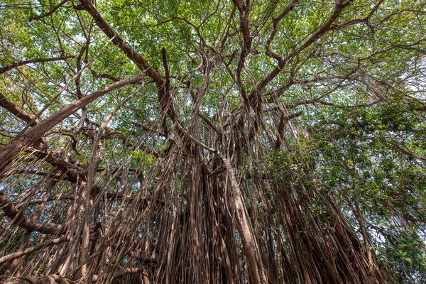 Old Ancient Banyan Tree Long Roots Start Top Branches Ground — Stock Photo, Image