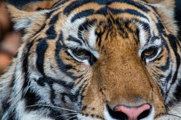 Портретный Тигр Крупным Планом Отдых Фоне Лица Тигра — стоковое фото
