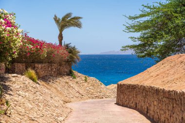 Boş yol, renkli çiçekler ve Sharm El Sheikh 'te Mısır Denizi kıyısında palmiye ağaçları.