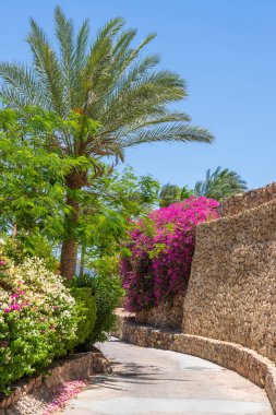 Boş yol, renkli çiçekler ve Sharm El Sheikh 'te Mısır caddesinde palmiye ağaçları.