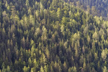 Karadağ, Avrupa 'nın dağlarındaki kozalaklı ormanların yeşil ağaç tepelerinin en üst görüntüsü