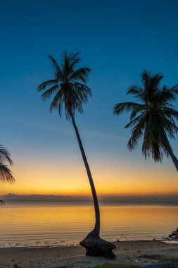 Hindistan cevizi palmiyesi silueti gün batımında deniz suyunun yanındaki tropik plajda, Koh Phangan Adası, Tayland