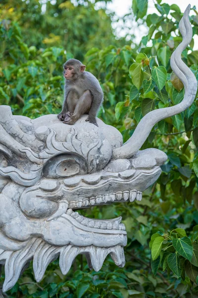 Retrato Macaco Selvagem Sentado Uma Escultura Pedra Dragão Templo Budista — Fotografia de Stock