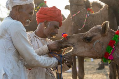 Pushkar, Hindistan - 14 Kasım 2018: Hindistan 'ın kutsal şehri Pushkar, Rajasthan yakınlarındaki Pushkar Camel Mela sırasında çölde yaşayan Hintli erkek ve deve. Bu fuar dünyanın en büyük deve ticaret fuarı.