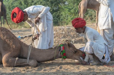 Pushkar, Hindistan - 14 Kasım 2018: Hindistan 'ın kutsal şehri Pushkar, Rajasthan yakınlarındaki Pushkar Camel Mela sırasında çölde yaşayan Hintli erkek ve deve. Bu fuar dünyanın en büyük deve ticaret fuarı.