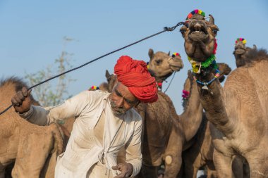 Pushkar, Hindistan - 14 Kasım 2018: Hindistan 'ın kutsal şehri Pushkar, Rajasthan yakınlarındaki Pushkar Camel Mela sırasında çölde yaşayan Hintli erkek ve deve. Bu fuar dünyanın en büyük deve ticaret fuarı.