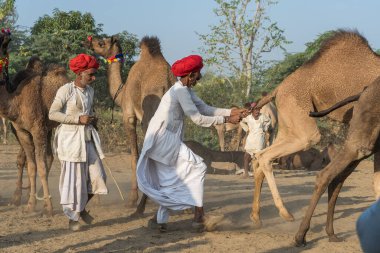 Pushkar, Hindistan - 14 Kasım 2018: Hindistan 'ın kutsal şehri Pushkar, Rajasthan yakınlarındaki Pushkar Camel Mela sırasında çölde yaşayan Hintli erkek ve deve. Bu fuar dünyanın en büyük deve ticaret fuarı.