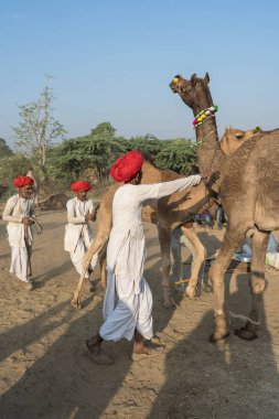 Pushkar, Hindistan - 14 Kasım 2018: Hindistan 'ın kutsal şehri Pushkar, Rajasthan yakınlarındaki Pushkar Camel Mela sırasında çölde yaşayan Hintli erkek ve deve. Bu fuar dünyanın en büyük deve ticaret fuarı.