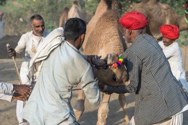 Pushkar, Hindistan - 14 Kasım 2018: Hindistan 'ın kutsal şehri Pushkar, Rajasthan yakınlarındaki Pushkar Camel Mela sırasında çölde yaşayan Hintli erkek ve deve. Bu fuar dünyanın en büyük deve ticaret fuarı.