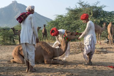 Pushkar, Hindistan - 14 Kasım 2018: Hindistan 'ın kutsal şehri Pushkar, Rajasthan yakınlarındaki Pushkar Camel Mela sırasında çölde yaşayan Hintli erkek ve deve. Bu fuar dünyanın en büyük deve ticaret fuarı.