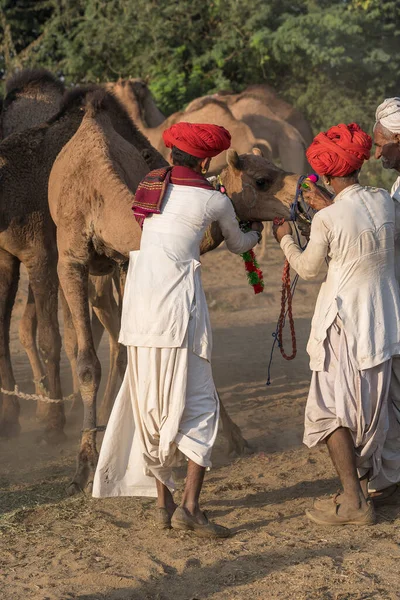 Pushkar Índia Novembro 2018 Homens Camelos Indianos Deserto Thar Durante — Fotografia de Stock